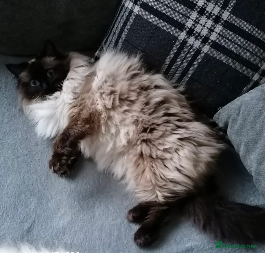 Ragdoll cats for sale: Two spayed ragdoll bonded sisters  - Advert 5