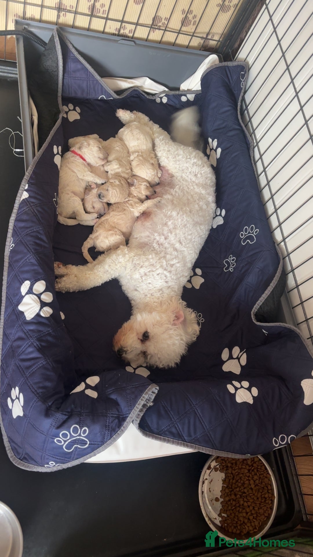 Cavapoochon dogs for sale: Cavapoochon - Image 6