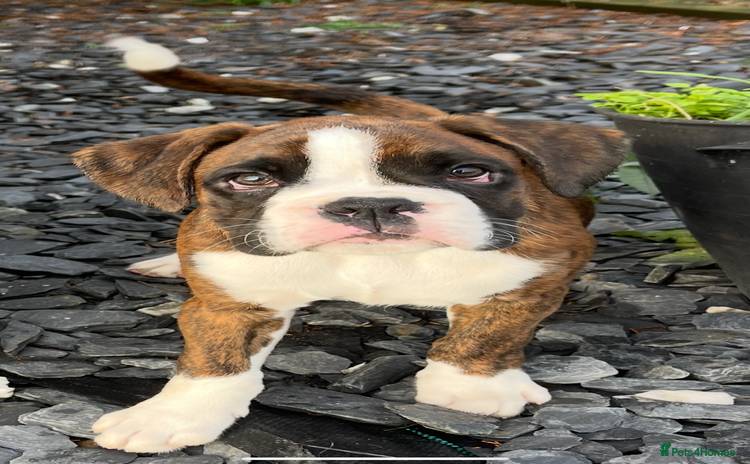 Boxer dogs - Advert 1