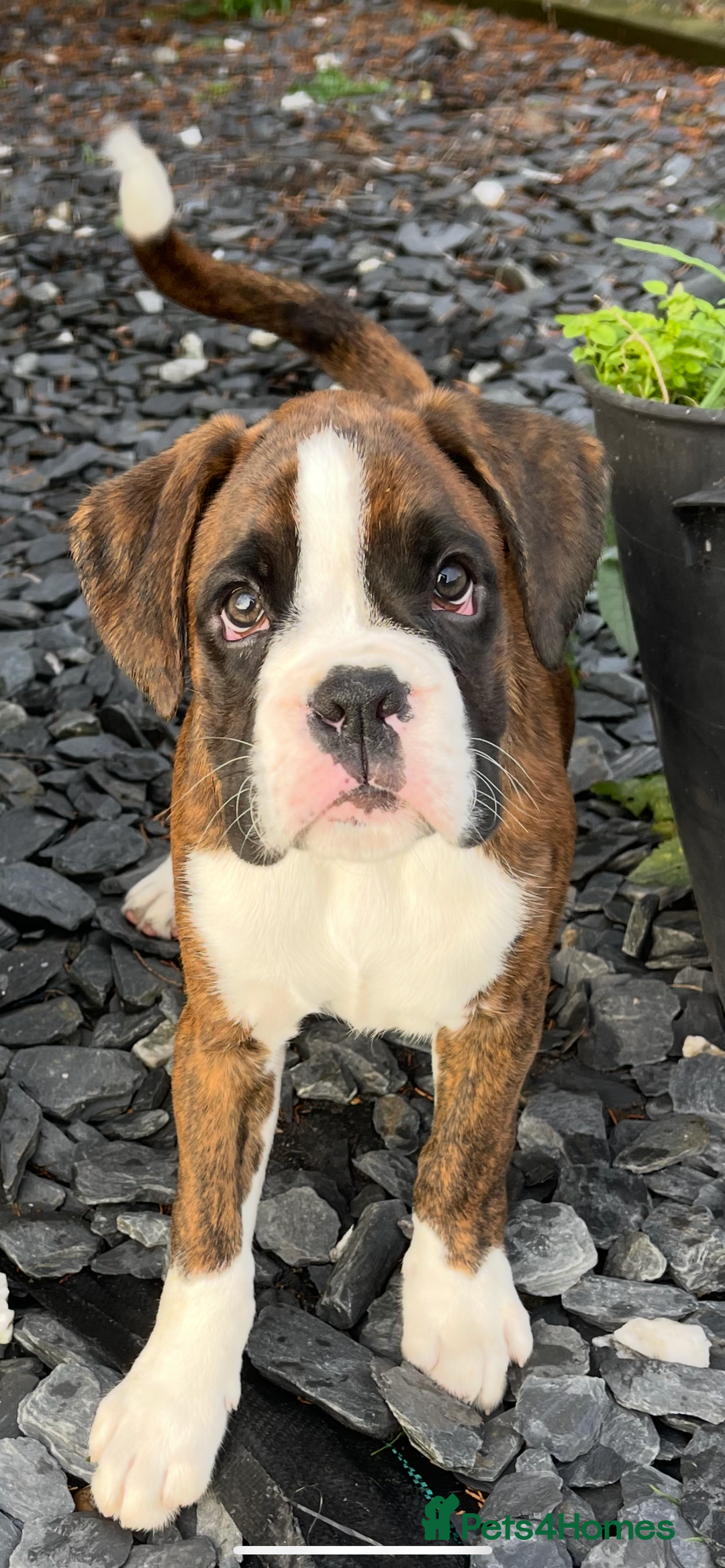 Boxer dogs for sale: Beautiful boxer puppies available  - Image 2