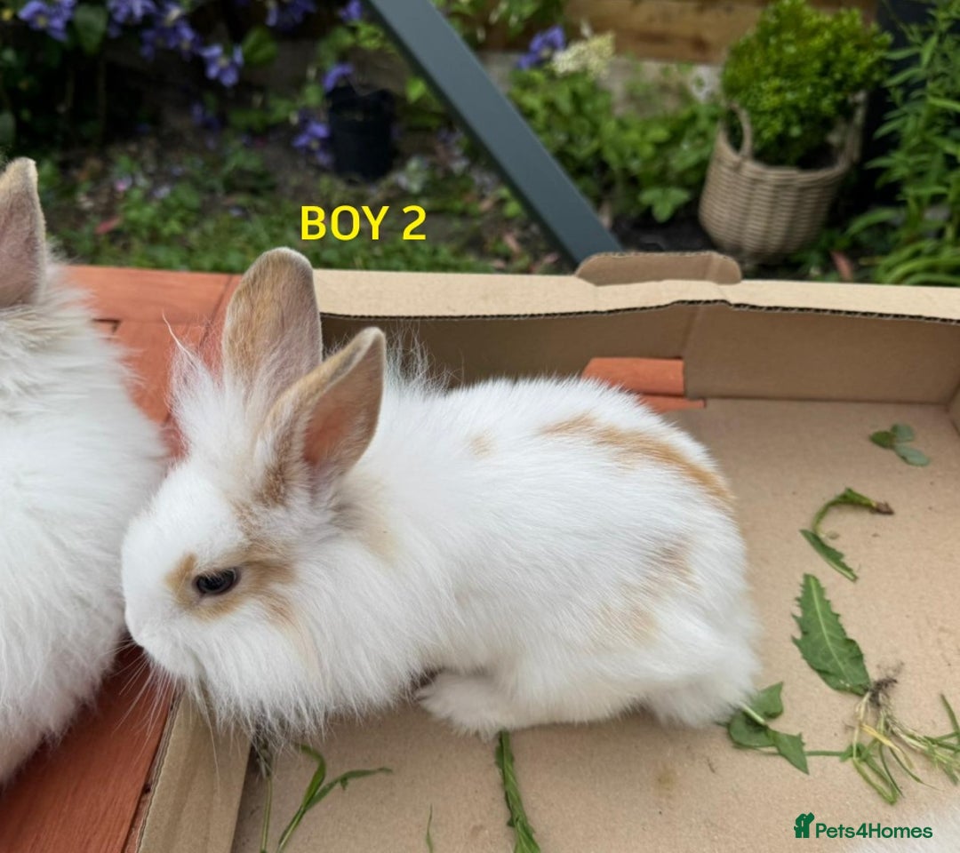 Mixed Breed rabbits for sale: Very pretty soft fluffy bunnies - Image 32