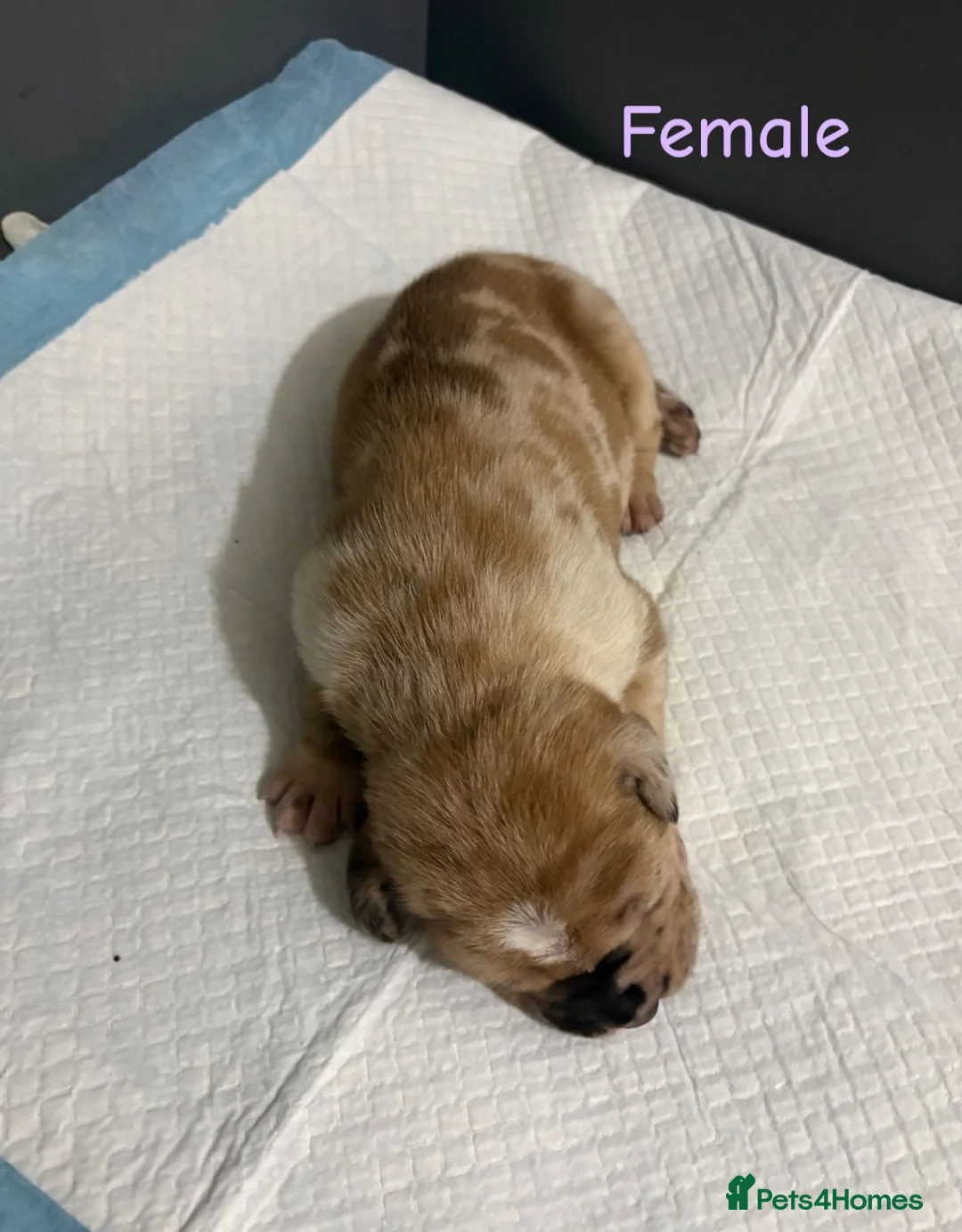 Mixed Breed dogs for sale: Stunning litter of 7 Presa Canario X Bandog - Advert 23