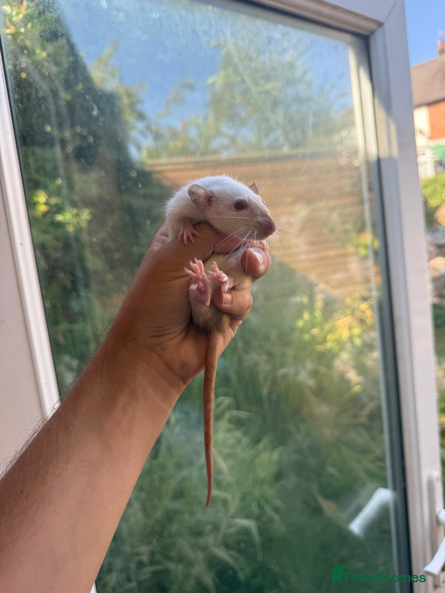 Rat rodents Dwarf Rats - Advert 2