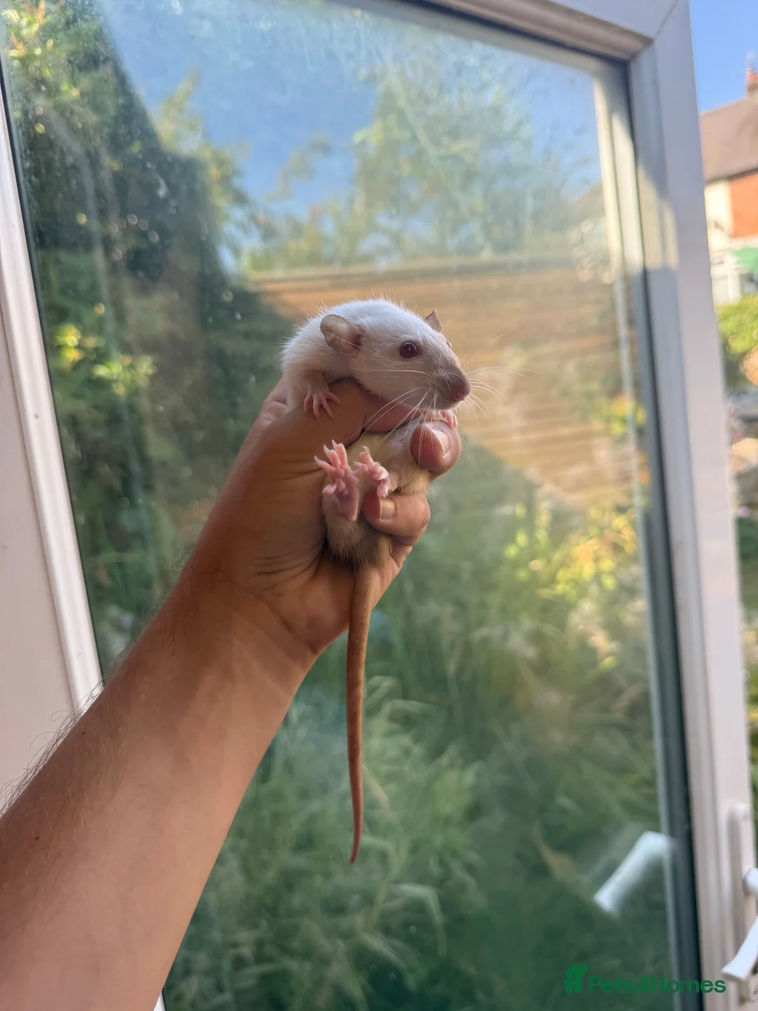 Rat rodents for sale: Dwarf Rats - Advert 2