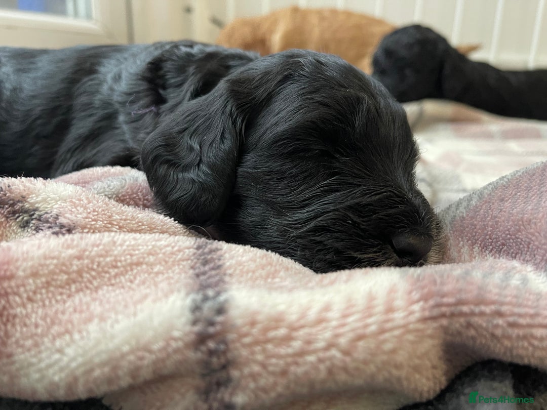 Labradoodle dogs for sale: ⭐️Miniature Multigen Labradoodle Puppies⭐️ - Advert 4