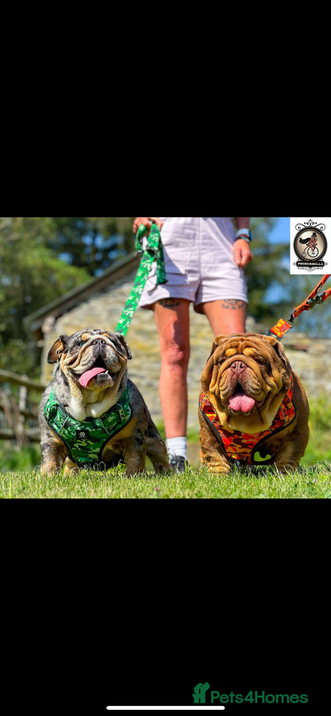 English Bulldog dogs for sale: British bulldog  - Image 28