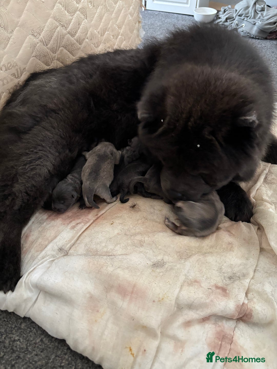 Chow Chow dogs for sale: Quality chow cows - Image 2
