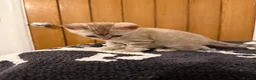 Bengal cats for sale: Pure Snow Bengal Kittens, Ready Today!  - Advert 10
