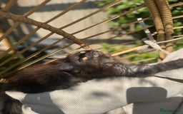 Maine Coon cats for sale: Stunning Black Smoke TiCA kittens  - Image 16