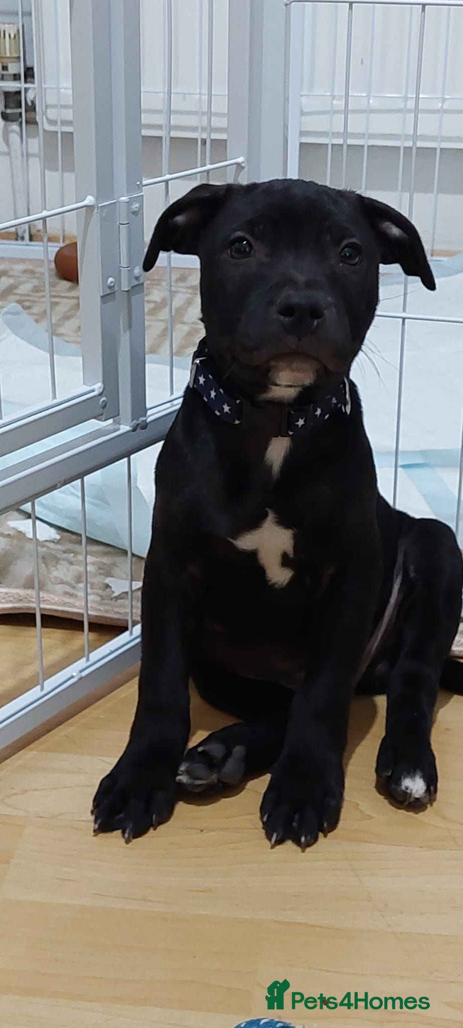 Staffordshire Bull Terrier dogs **KC Reg Pick of Litter male available* - Advert 2