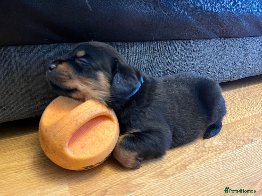 Rottweiler dogs for sale: Beautiful chunky Rottweiler puppies  - Advert 7