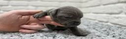 Staffordshire Bull Terrier dogs for sale: KC BLUE STAFFORDSHIRE BULL TERRIER PUPS - Advert 11