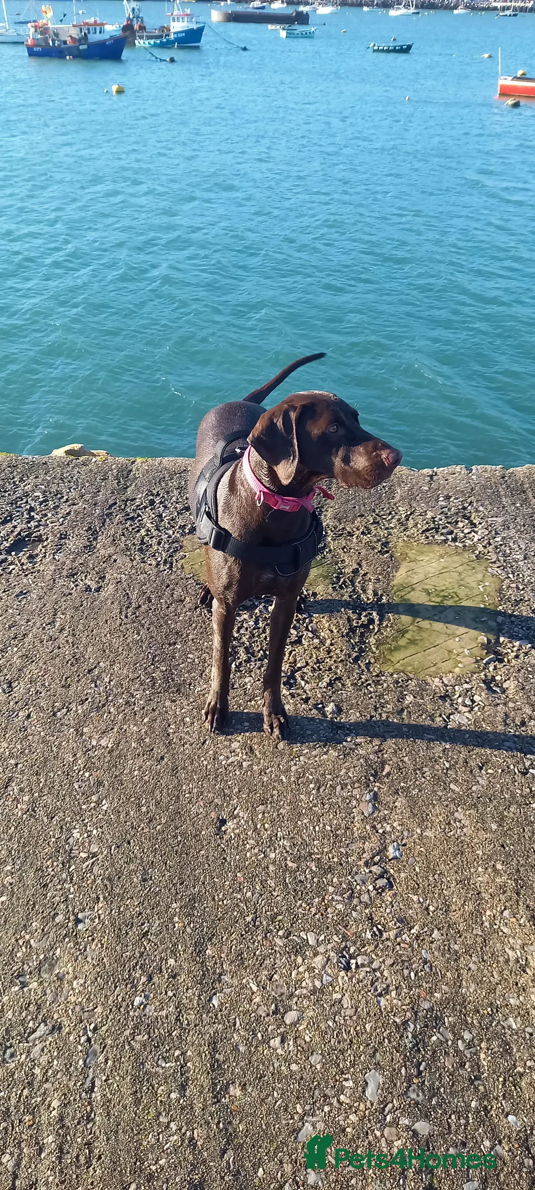 Mixed Breed dogs for sale: Our beautiful dog - Advert 9