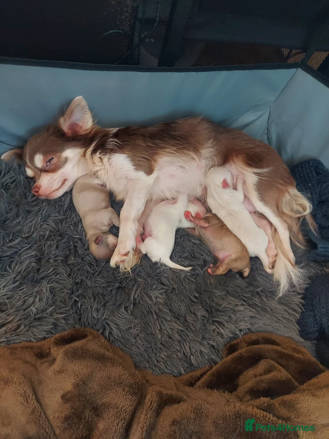 Chihuahua dogs for sale: Chihuahua puppies  in Willenhall - Advert 1