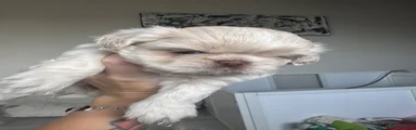 Shih Tzu 7