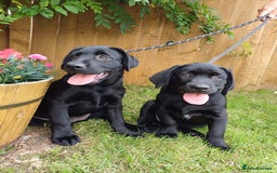 Labrador Retriever dogs for sale: Labradors, vaccinated and ready for new home  - Image 2