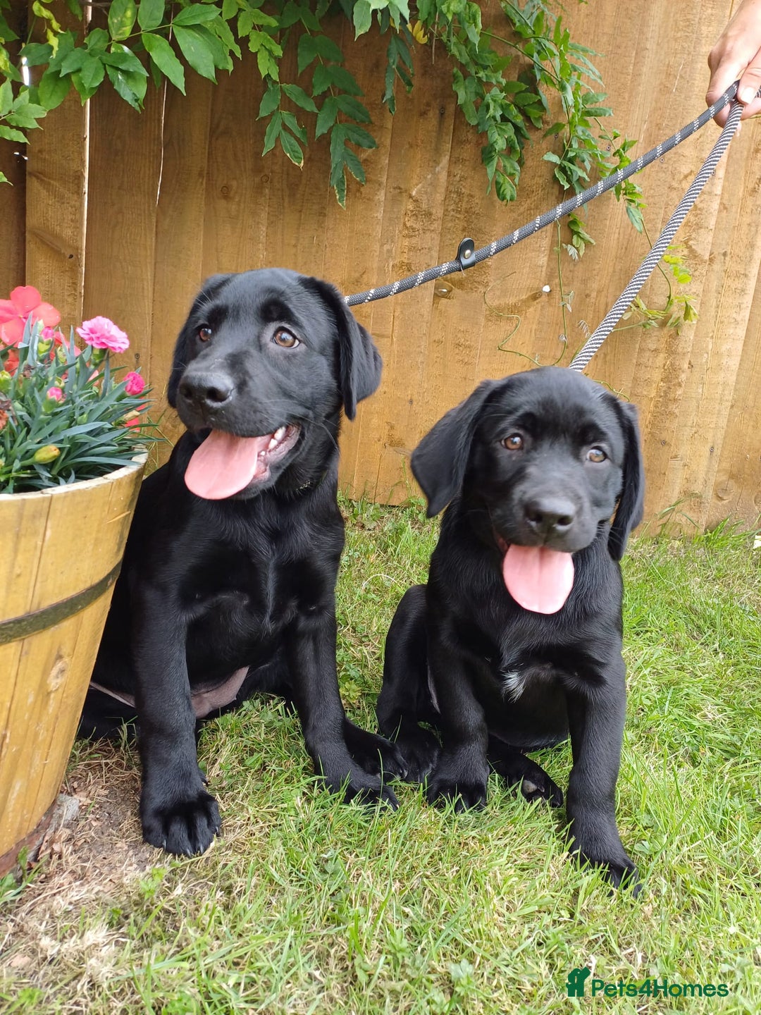 Labrador Retriever dogs for sale: Labradors, vaccinated and ready for new home  - Image 2