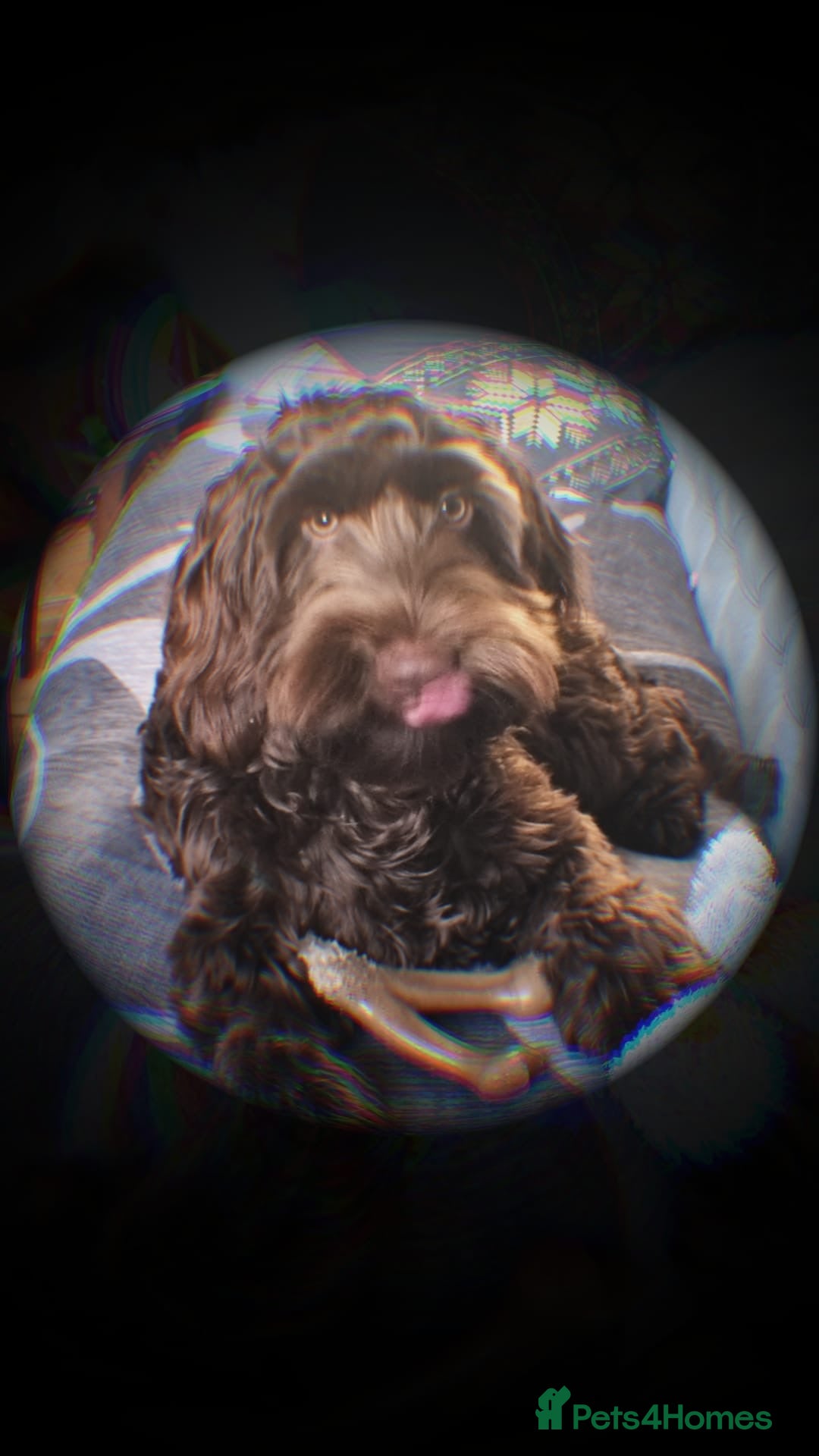 Cockapoo dogs for sale: 10 month old Cockapoo  - Advert 3