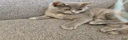 British Shorthair cats for sale: GCCF beauties ready to go. - Advert 6