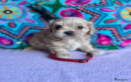 Maltipoo dogs for sale: Stunning Malticavapoo puppies NORTH STAFFORDSHIRE - Image 23