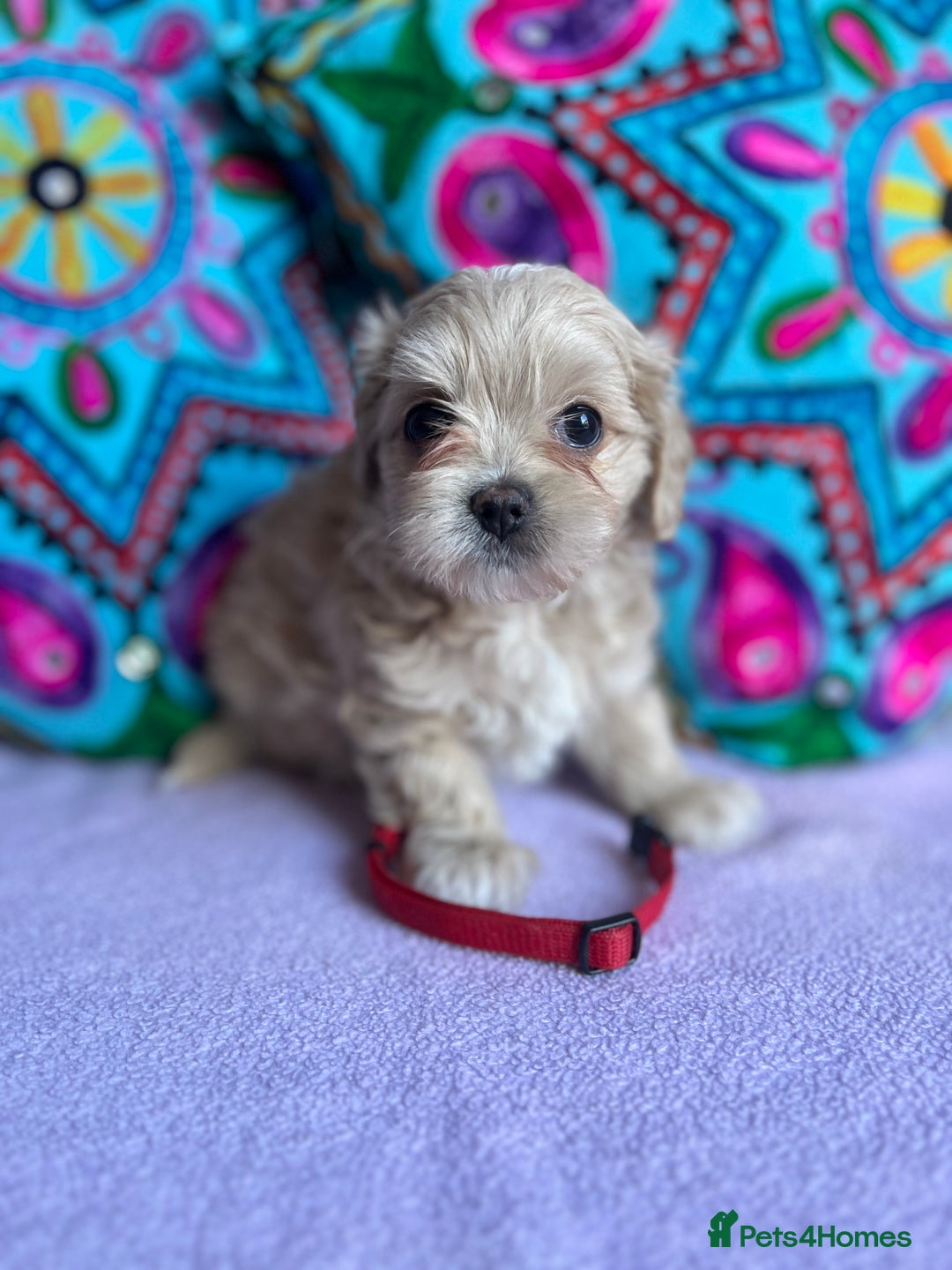 Maltipoo dogs for sale: Stunning Malticavapoo puppies NORTH STAFFORDSHIRE - Image 23