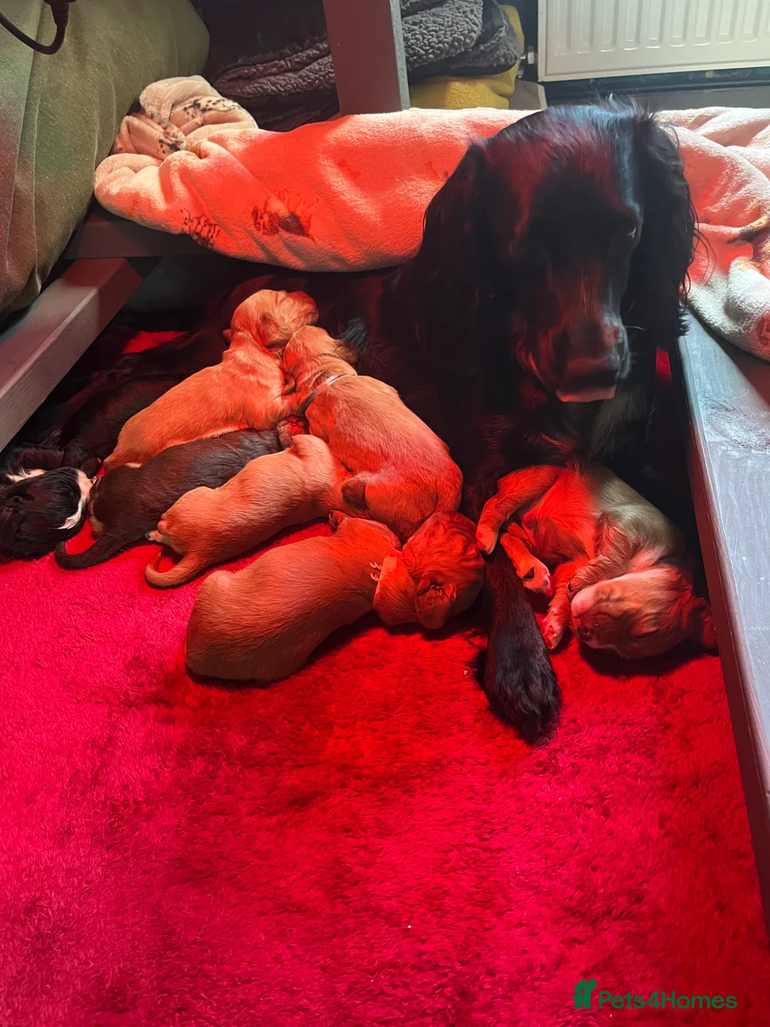 Cocker Spaniel dogs for sale: Cocker spaniel puppies  - Advert 2