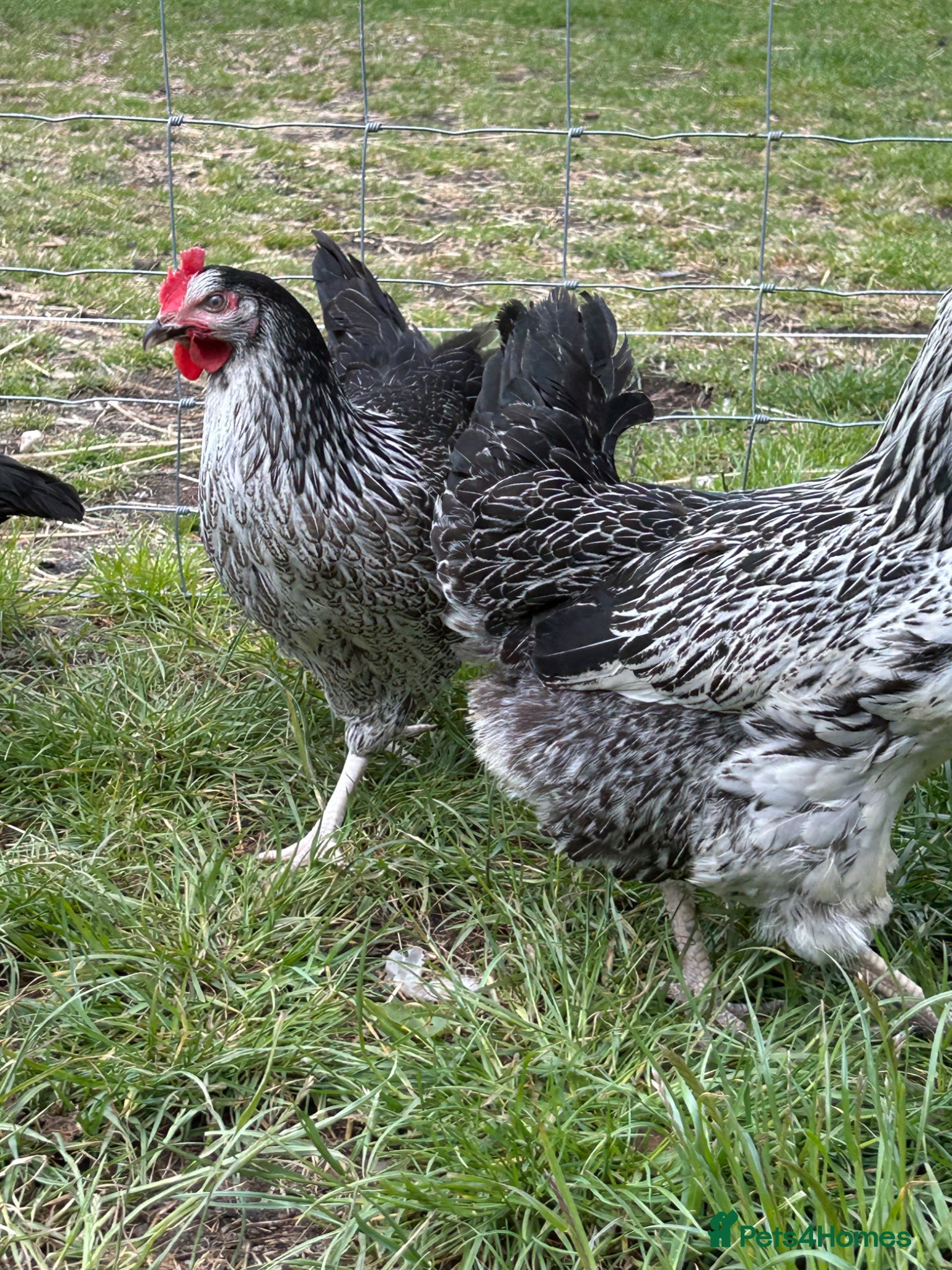 Chickens poultry Point of lay hens  black sussex - Advert 21