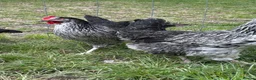 Chickens poultry for sale: Point of lay hens  silver sussex - Advert 1