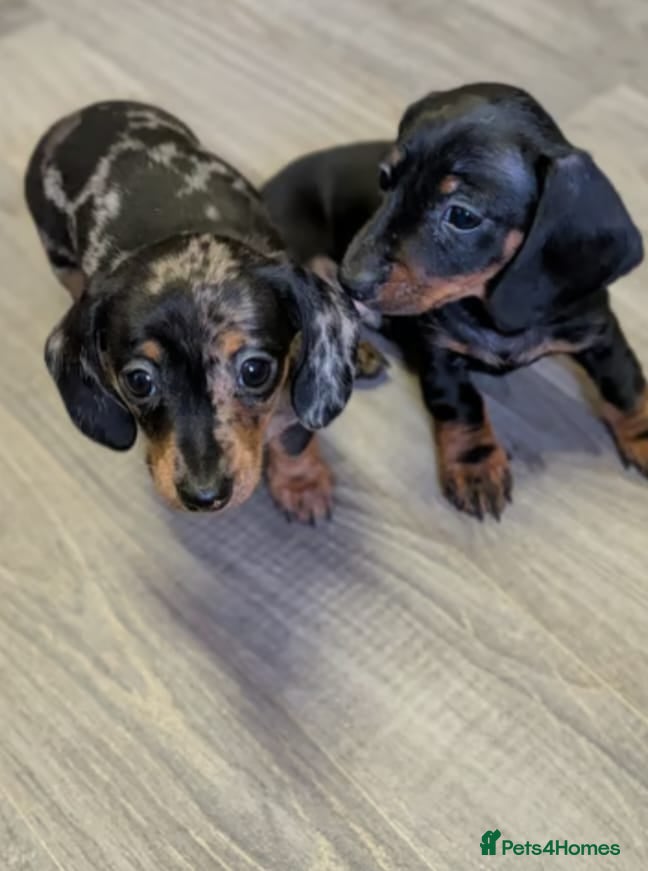 Miniature Dachshund dogs Miniature Dachshund Litter of 3 puppies - Advert 4