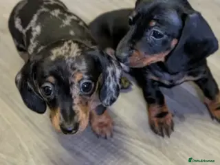 Miniature Dachshund dogs Miniature Dachshund Litter of 3 puppies - Advert 1