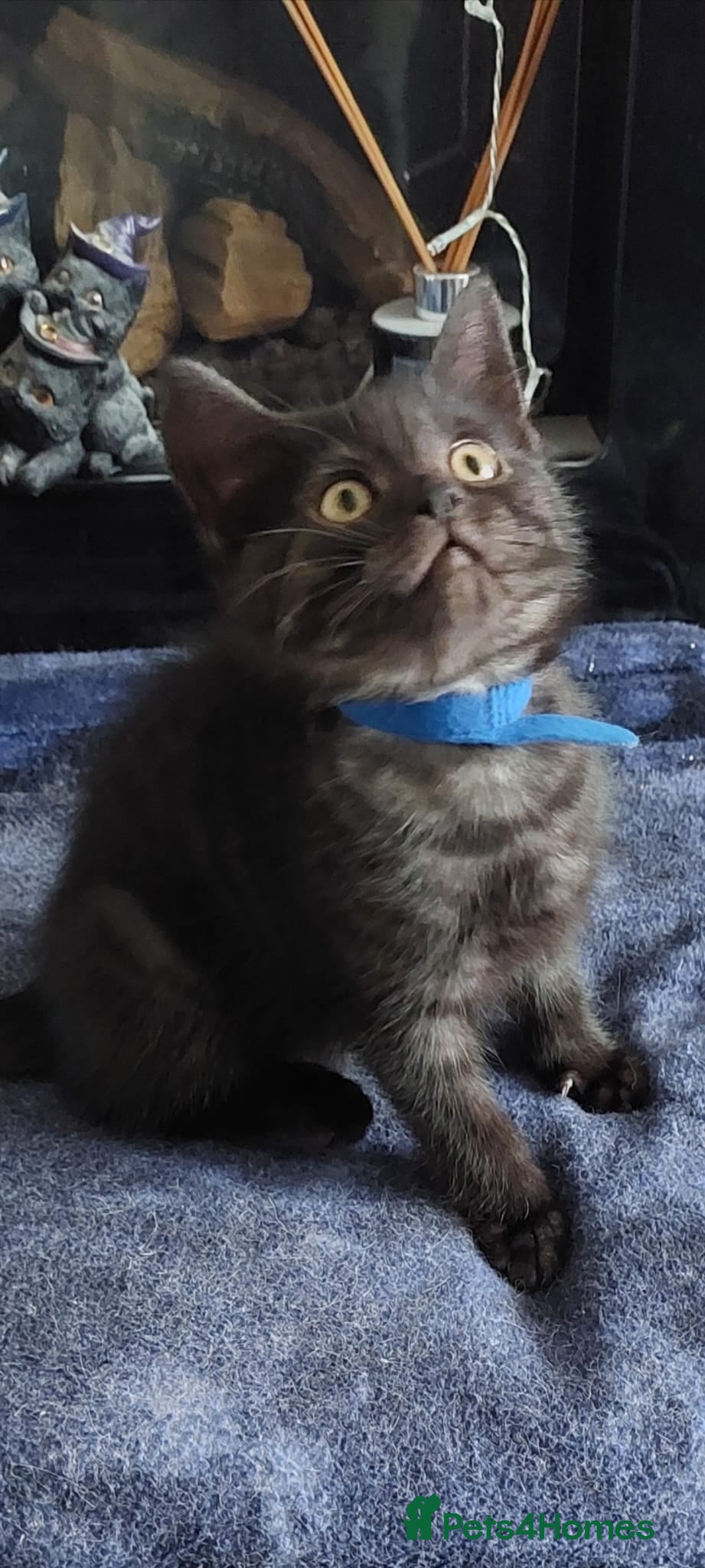 British Shorthair cats 2 British shorthair boys  smoke - Advert 3