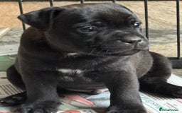 Staffordshire Bull Terrier dogs for sale: Beautiful male puppy of Harkline pedigree - Image 7