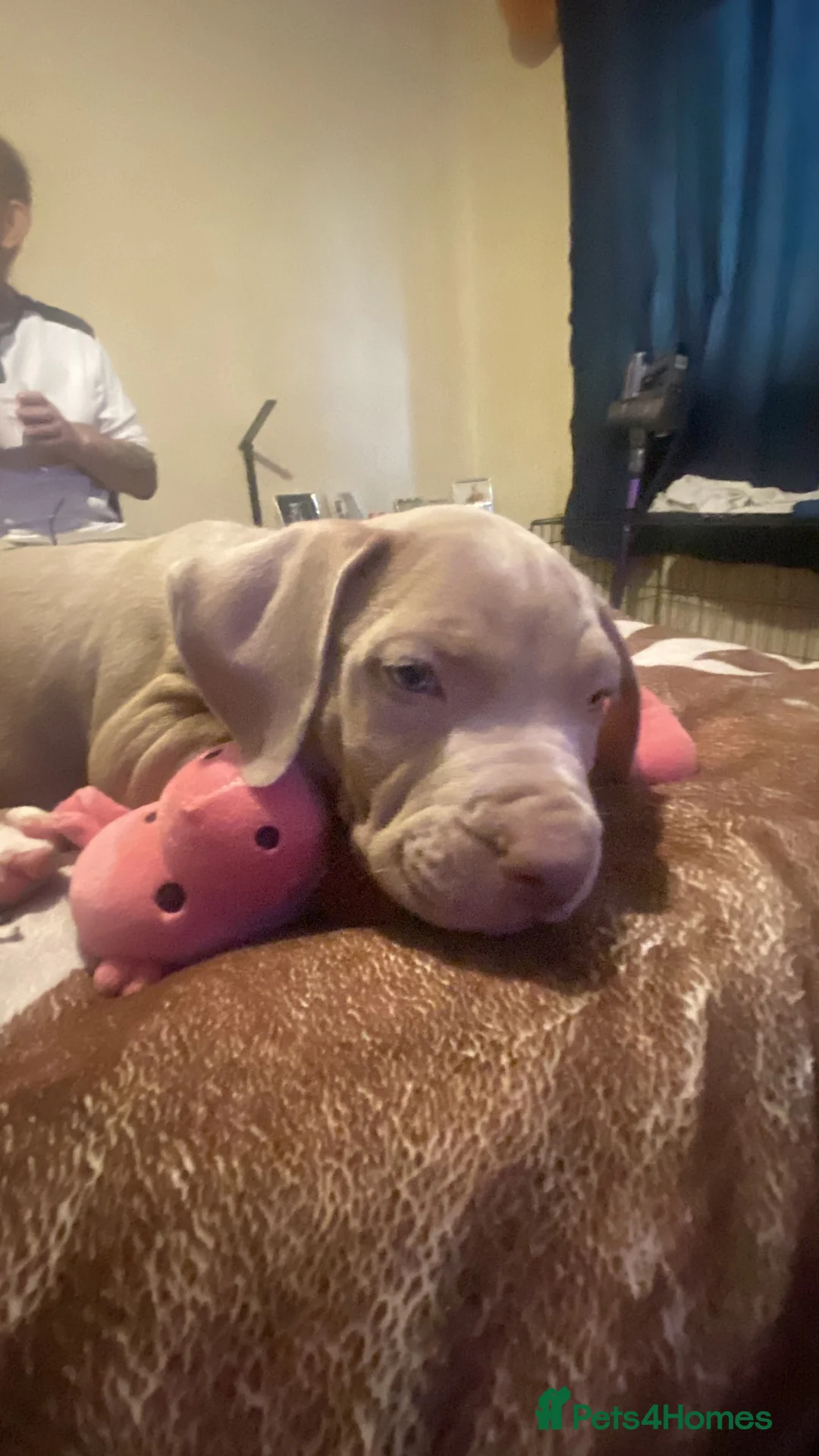 Mixed Breed dogs for sale: Merla blue puppys  in Gloucester - Advert 2