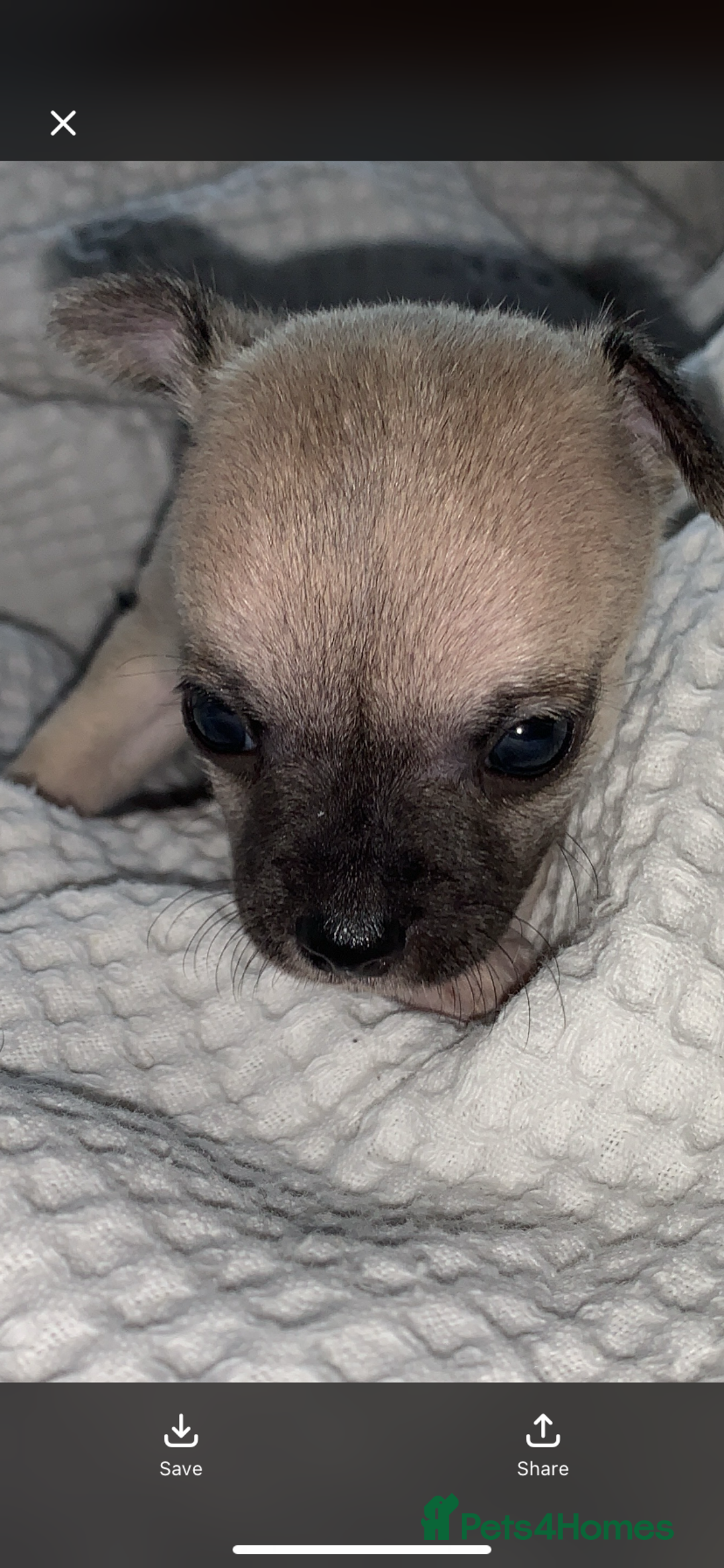 Chihuahua dogs for sale: 💛 Beautiful Chihuahua Pups – Ready 2nd Jan 26 💛 - Advert 7