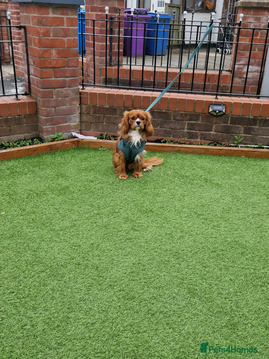 Cavalier King Charles Spaniel dogs for stud: Outstanding health tested cavalier stud in Liverpool - Advert 2