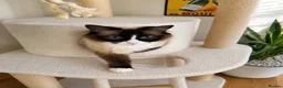 Ragdoll cats for sale:  🐾 Pure Ragdoll Kittens – The Summer Litter ☀️  - Advert 4