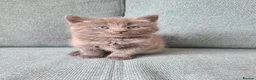 Mixed Breed cats for sale: Kittens are waiting for their forever homes in Rotherham - Advert 2