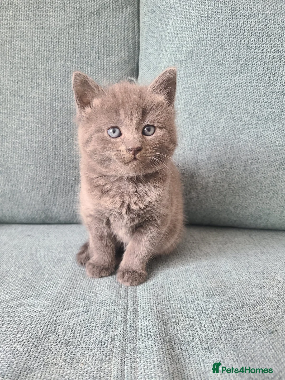 Mixed Breed cats for sale: Kittens are waiting for their forever homes in Rotherham - Advert 2