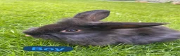 Mini Lion Lop rabbits for sale: Mini lion head lop babies  - Advert 3