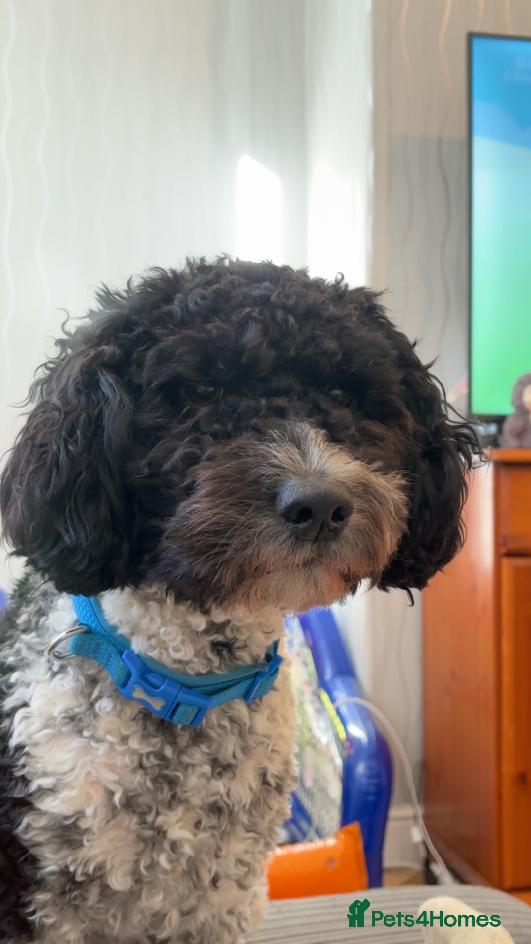 Poochon dogs for sale: Jake poochon - Image 5