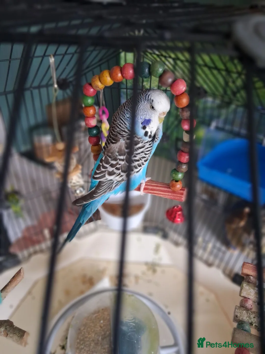 Budgerigars birds for sale: Blue Budgie.  Approx. 18 - 24 months old.  in Derby - Advert 2