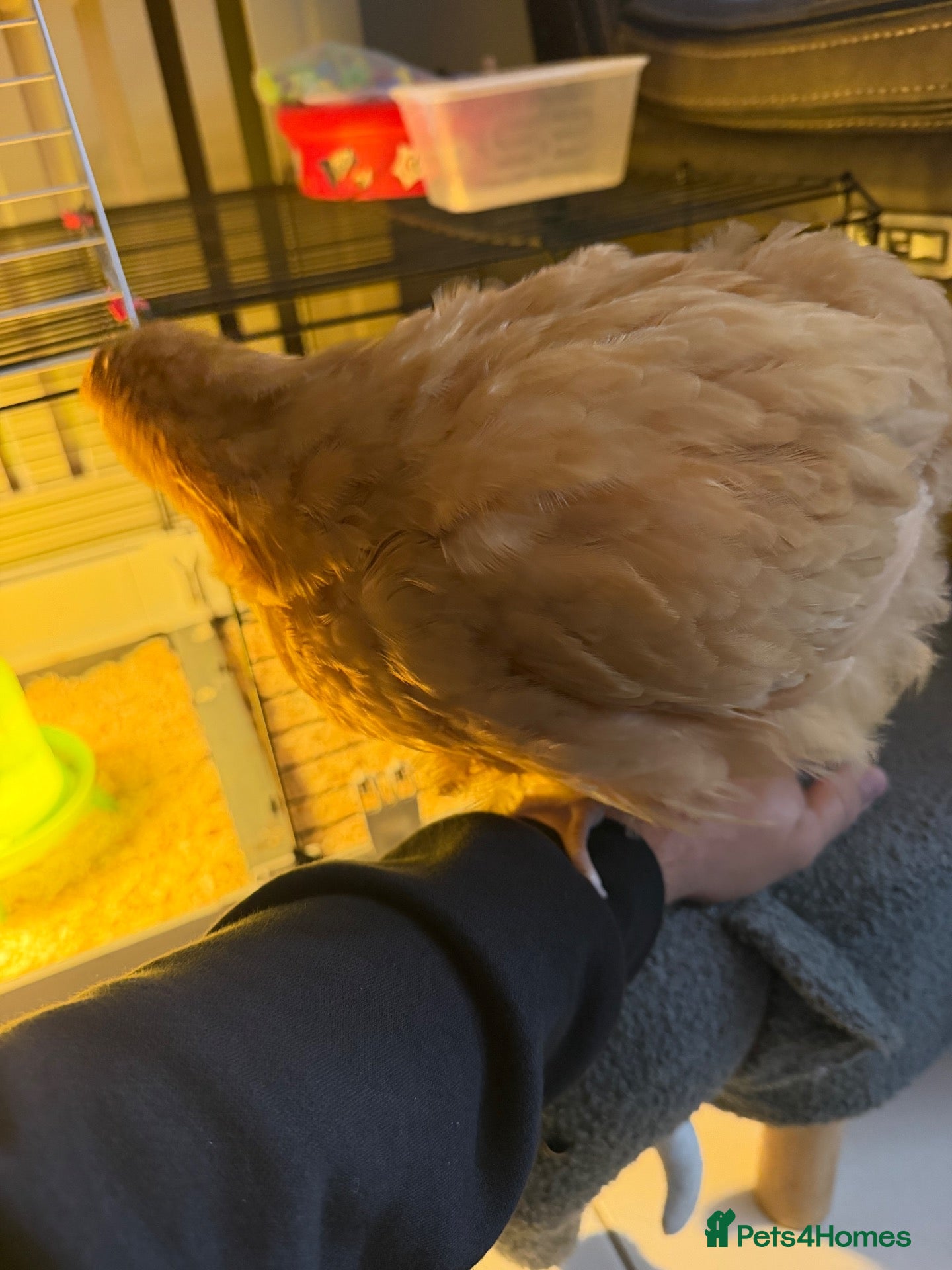 Chickens poultry Day olds coming soon, Young buff hens 2 left sexed - Advert 2
