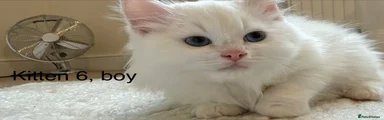 Siberian 6