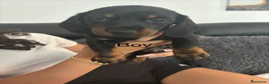 Dachshund 3 