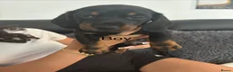 Dachshund dogs for sale: Puppy dachshunds - Advert 4
