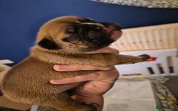 Mixed Breed dogs for sale:  Female Hybrid Bulldog Pups - Image 7