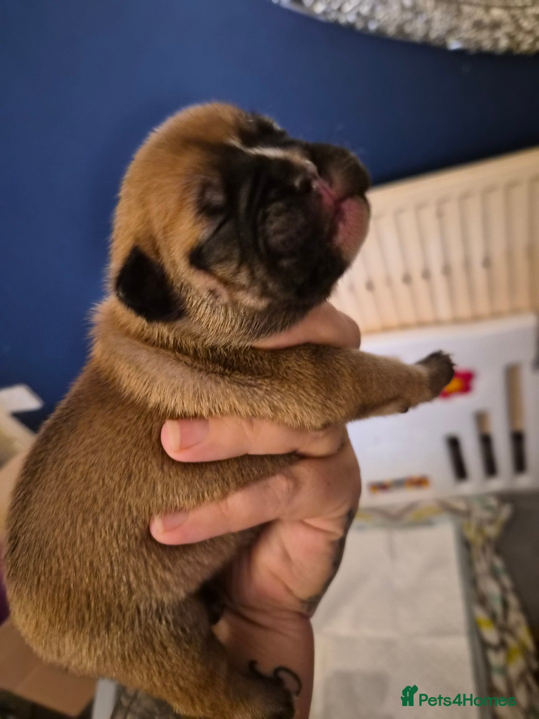 Mixed Breed dogs for sale:  Female Hybrid Bulldog Pups - Image 7