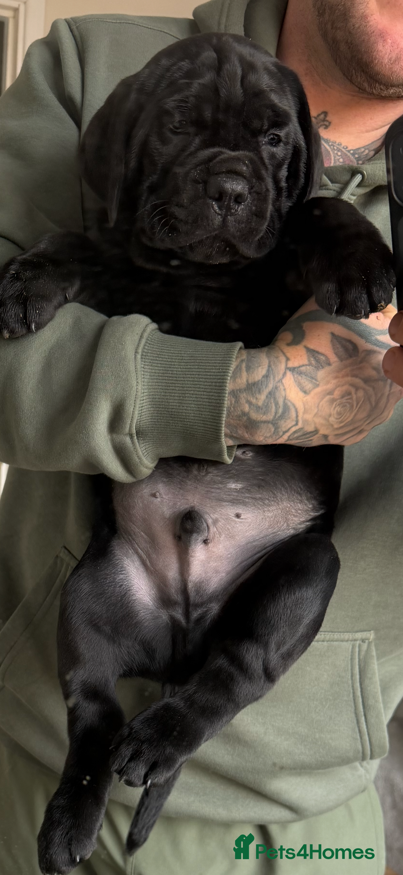 Cane Corso dogs 1 beautiful huge male left  - Advert 4