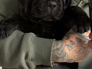 Cane Corso dogs 1 beautiful huge male left - Advert 4