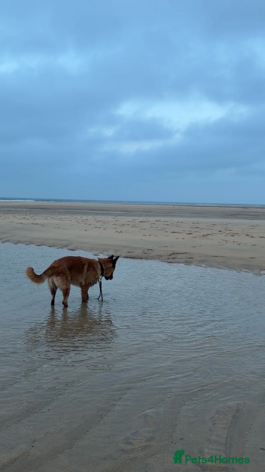 German Shepherd dogs for sale: male German shepherd 9 months old.  - Advert 2